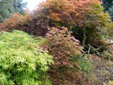 Acer palmatum dissectum vidire group
